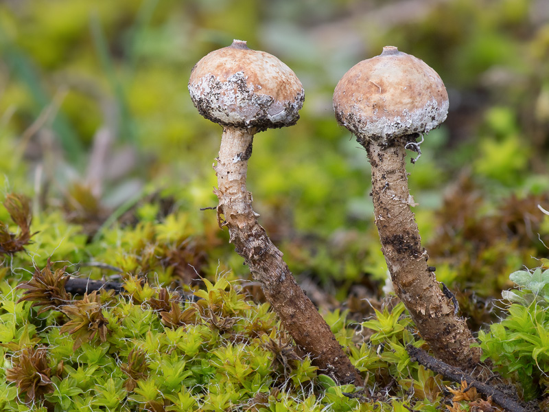 Tulostoma brumale